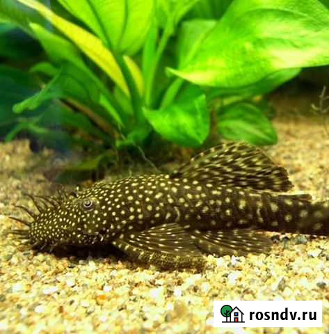 Сомики анциструсы Калининград - изображение 1