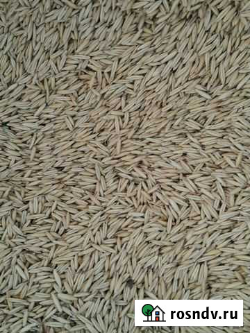 Овес высшей категории для отваров и киселей Городище - изображение 1