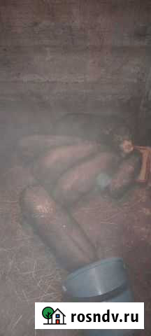 Вьетнамские поросята Братск - изображение 1