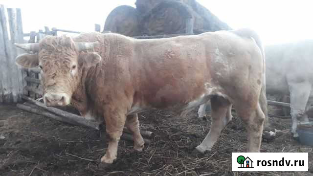 Бык Серафимович - изображение 1