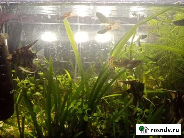 Рыбки Елабуга - изображение 1