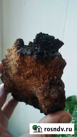 Продам чагу Тобольск - изображение 1