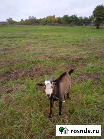 Козочка и козлик Меленки - изображение 1