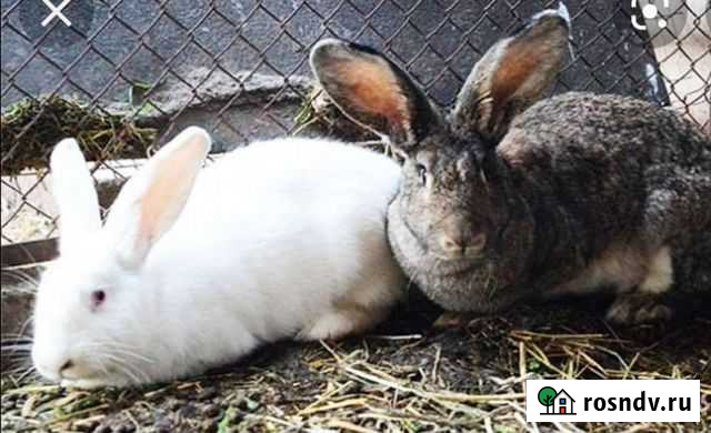 Кролик Бехтеевка - изображение 1