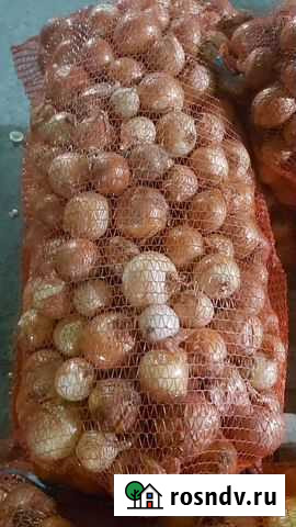 Продам лук 2 сорт Жуковский - изображение 1