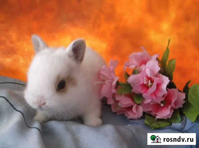 Карликовые кролики.На фото не все.Москва Москва - изображение 1