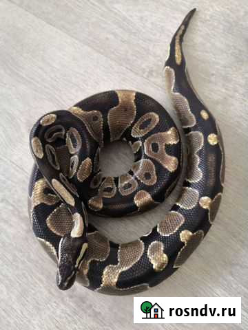 Змея Благовещенск - изображение 1