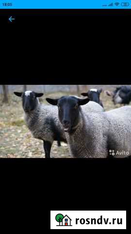 Продаю барашек Ликино-Дулево - изображение 1