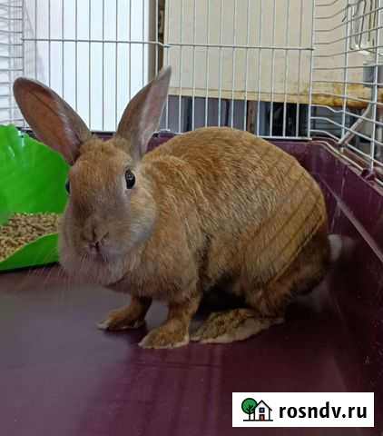 Кролик Новосибирск - изображение 1