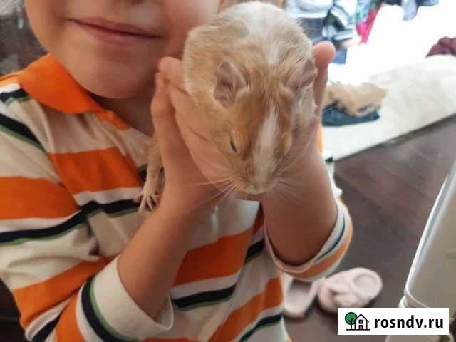 Дегу, чилийская белка Краснодар - изображение 1