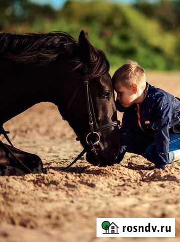 Конные прогулки,тренировки, фотосессии,Случка, про Красный Бор - изображение 1