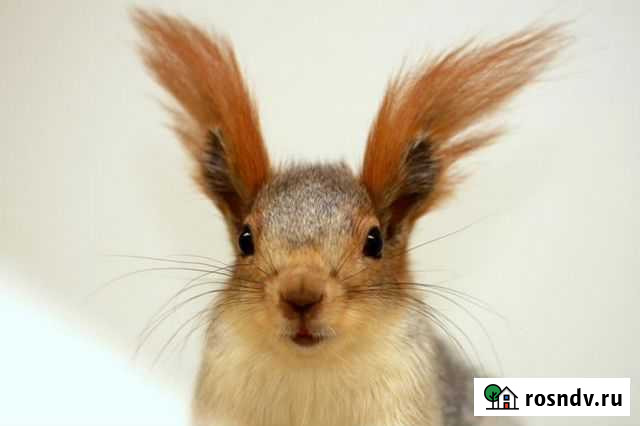 Белка телеутка Казань - изображение 1