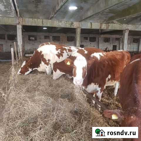 Продажа крс ферма Белогорск - изображение 1