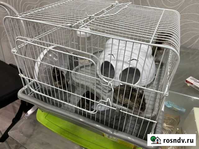 Джунгарские хомячки Таганрог - изображение 1