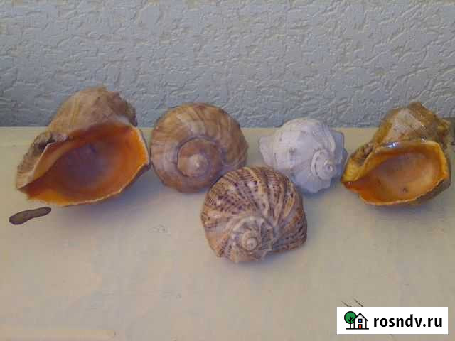 Ракушки морские Каменск-Уральский - изображение 1