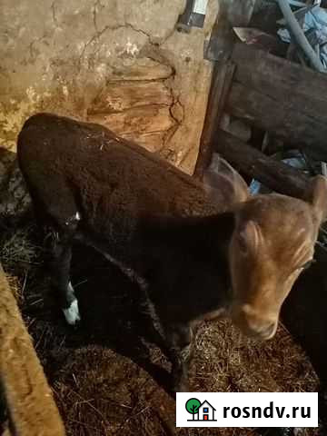 Телёнок Шемышейка - изображение 1