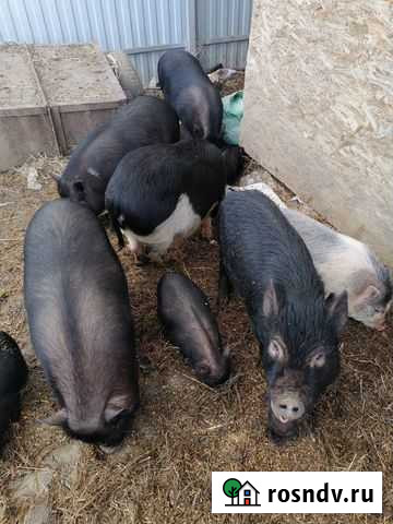 Вьетнамск вислобрюхий поросенок Апрелевка - изображение 1