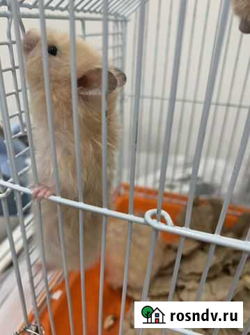 Хомяк Ханты-Мансийск - изображение 1