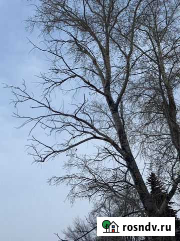 Спил удаление деревьев Нижнекамск - изображение 1