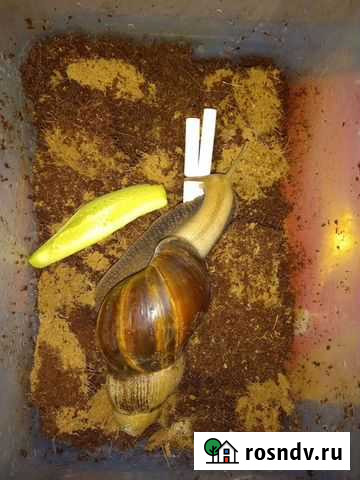 Улитка Петрозаводск - изображение 1