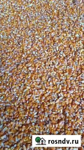 Кукуруза зерно Аргудан - изображение 1