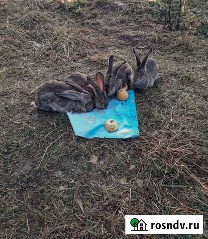 Кролики Кадников - изображение 1