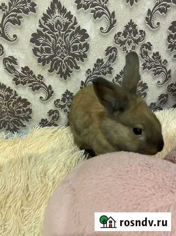Декоративные кролики Унеча - изображение 1