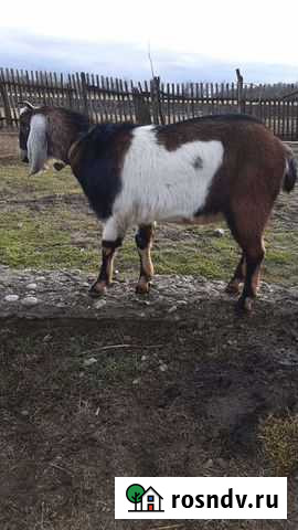 Англо-нубийские козлики Отрадная - изображение 1