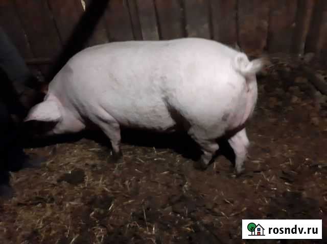 Продам кабана Котельниково - изображение 1