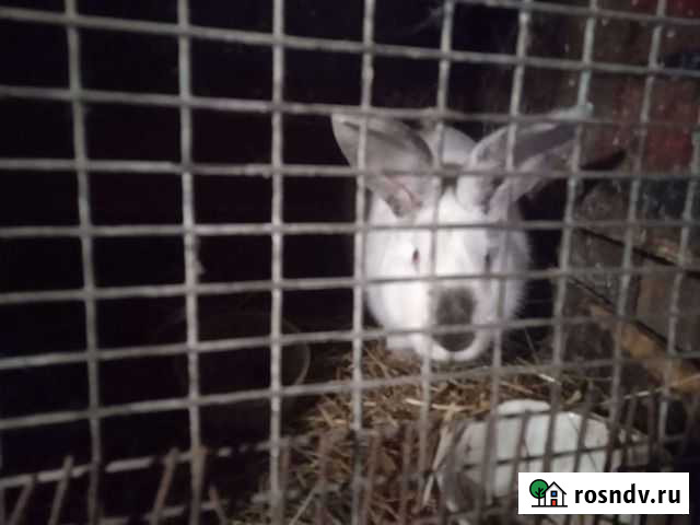 Кролик Рассказово - изображение 1