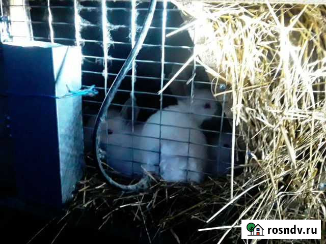 Кролик калифорнийский Кингисепп - изображение 1