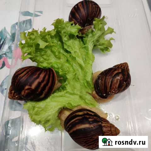 Улитка ахатины Москва - изображение 1