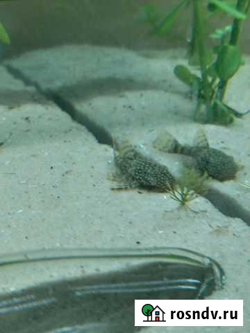 Анциструсы Ростов-на-Дону - изображение 1