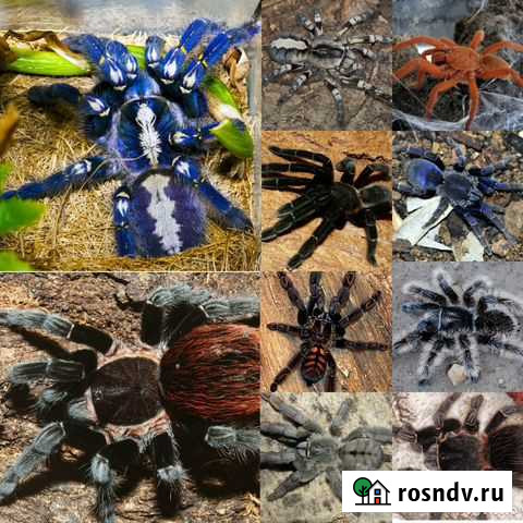 Пауки птицееды Омск - изображение 1