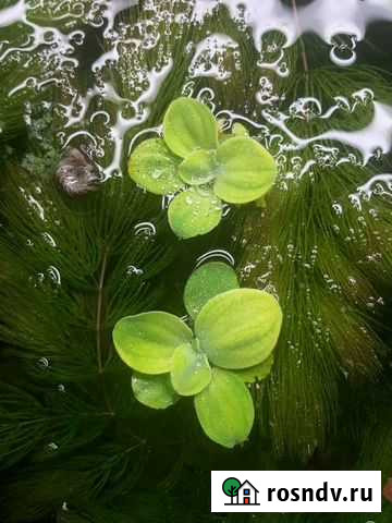 Аквариумные растения Пистия Иркутск - изображение 1