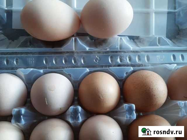 Домашние куриные яйца, варенье из малины Биробиджан - изображение 1