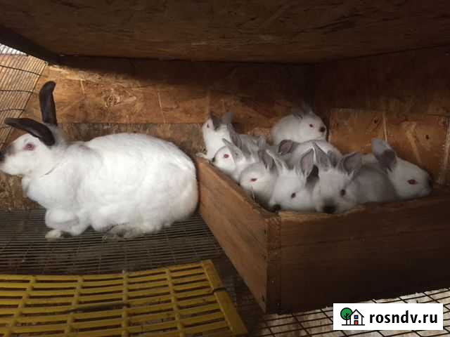 Калифорния, немецкий рен, белый великан Нарткала - изображение 1