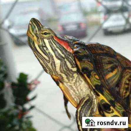 Красноухие черепахи с аквариумом Златоуст
