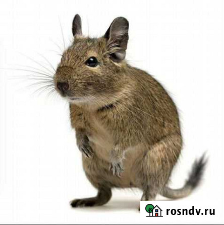 Белка дегу Петрозаводск - изображение 1