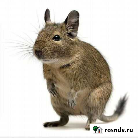 Белка дегу Петрозаводск - изображение 1