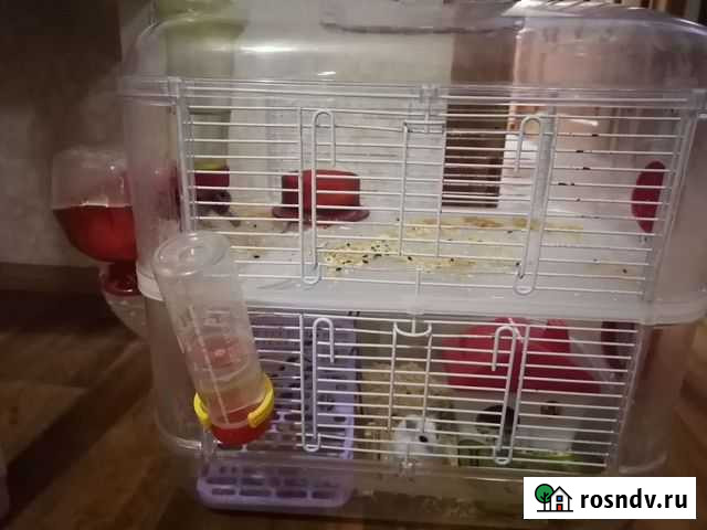 Хомяк с клеткой Оренбург - изображение 1