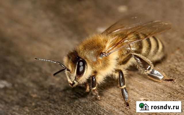 Пчелопакеты Пенза - изображение 1