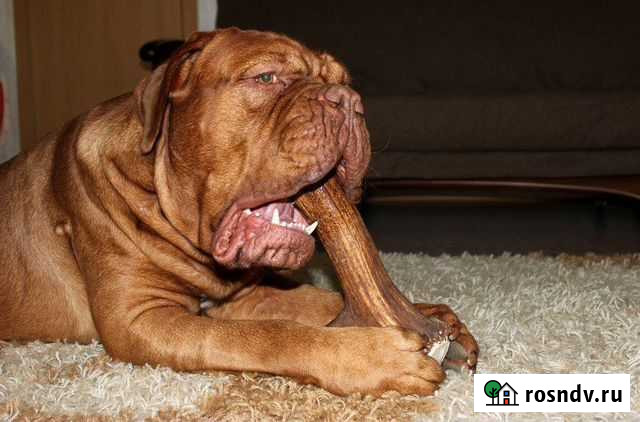 Погрызушки для собак Тамбов - изображение 1