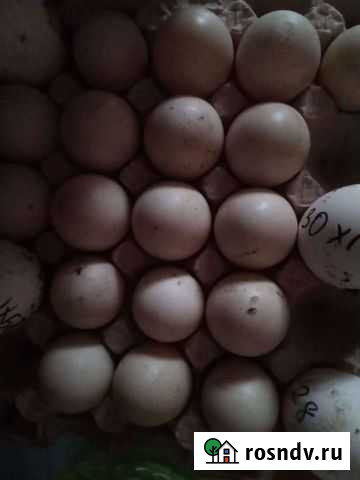 Индоутята. инкубационное яйцо утки Касли - изображение 1