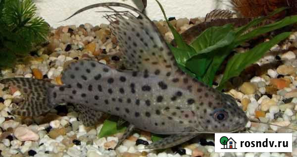 Аквариумные рыбки Камышин - изображение 1