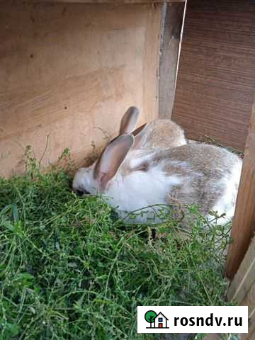 Кролики Аша - изображение 1