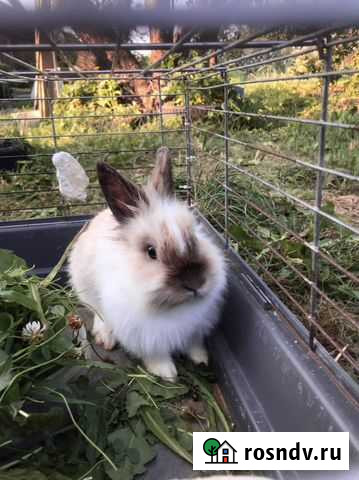 Декоративный кролик Кострома - изображение 1