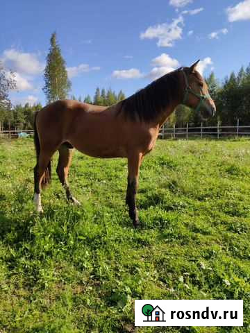 Чистопородный жеребчик белорусской упряжной породы Санкт-Петербург - изображение 1
