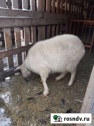 Коза Абакан - изображение 1