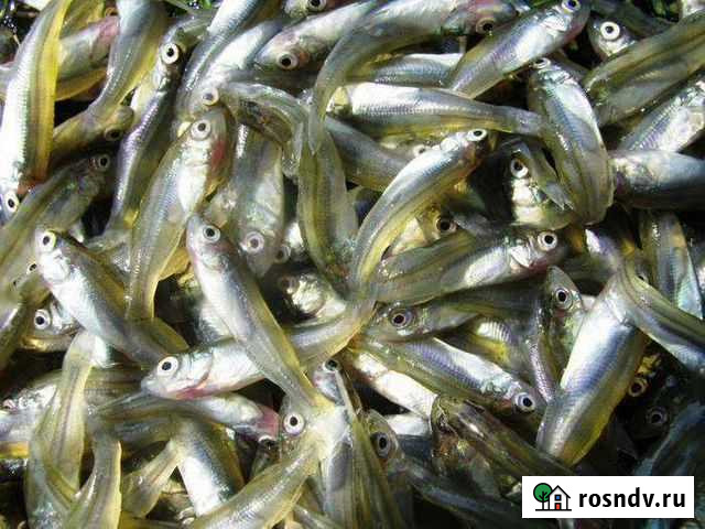 Живец верхоплавки Щёлково - изображение 1